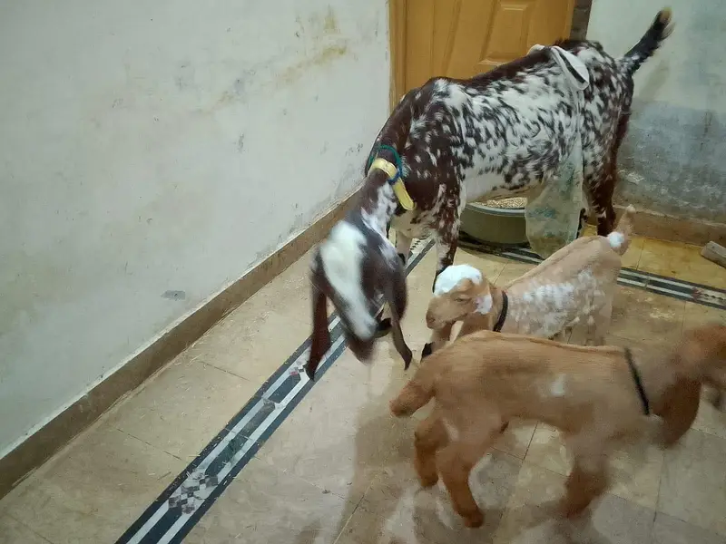 pure beetal makhi cheeni bakri 2 bachon k sath — photo 9
