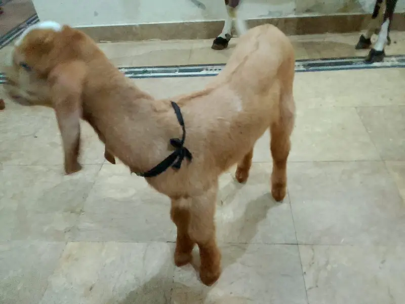 pure beetal makhi cheeni bakri 2 bachon k sath — photo 10