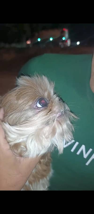 Shihtzu breeder Female