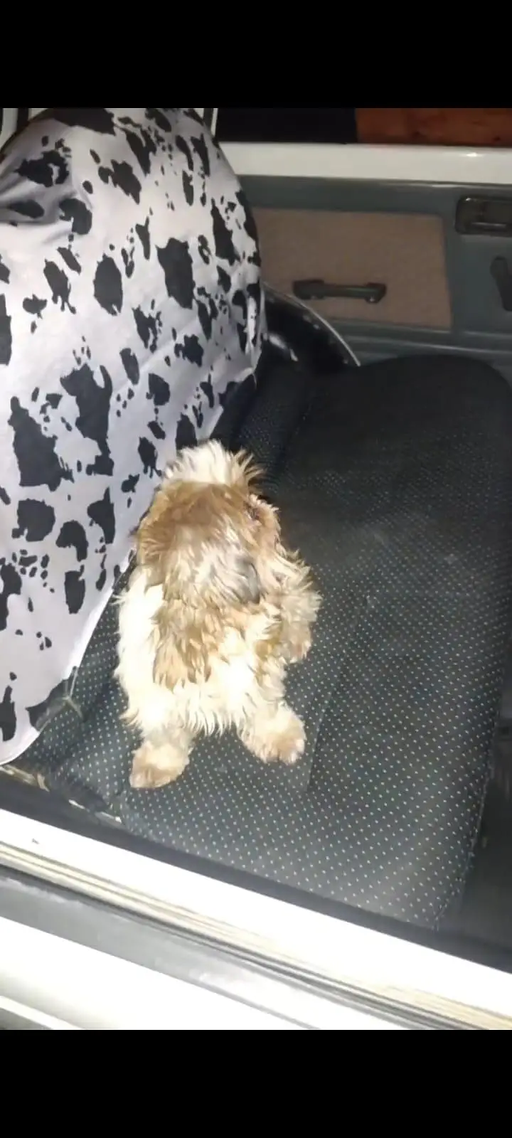 Shihtzu breeder Female — photo 2