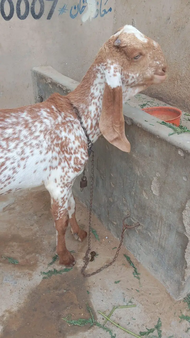 pure makhi cheena — photo 2