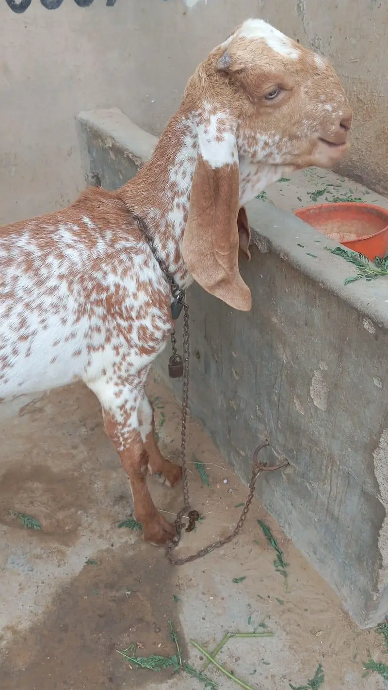 pure makhi cheena — photo 3