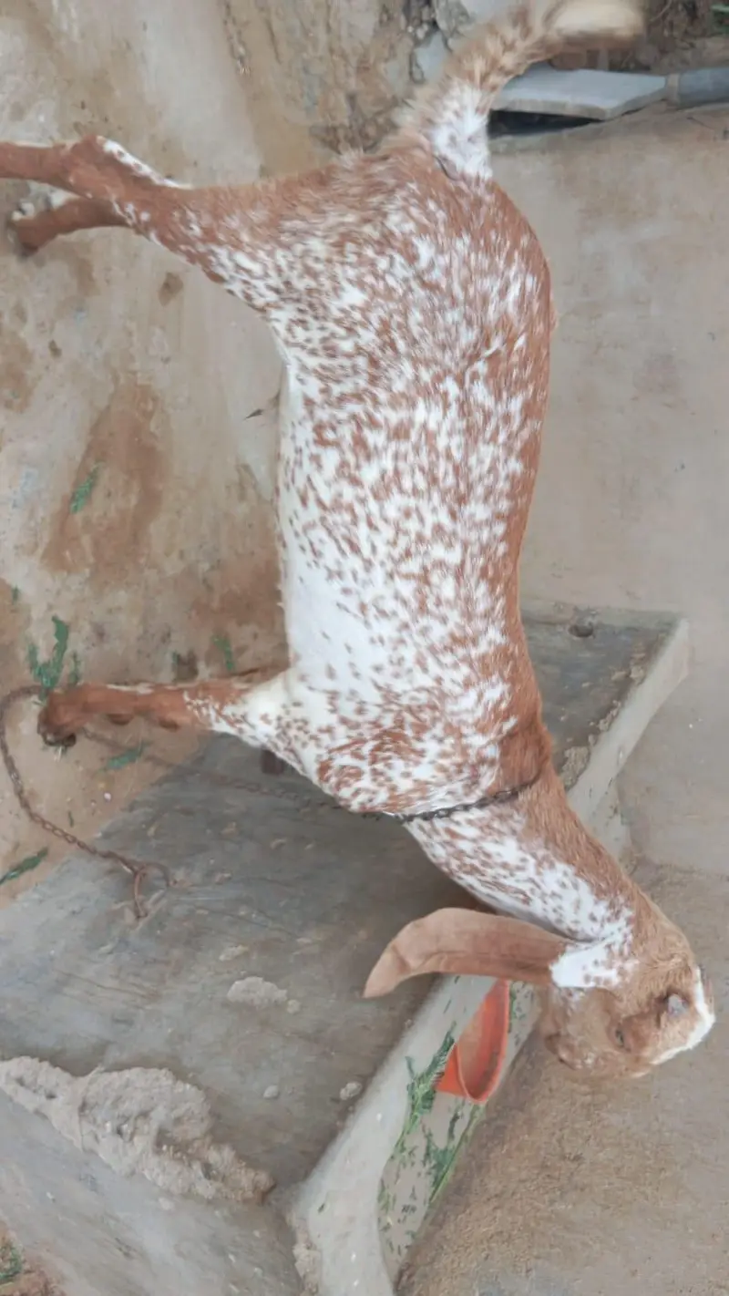 pure makhi cheena — photo 4