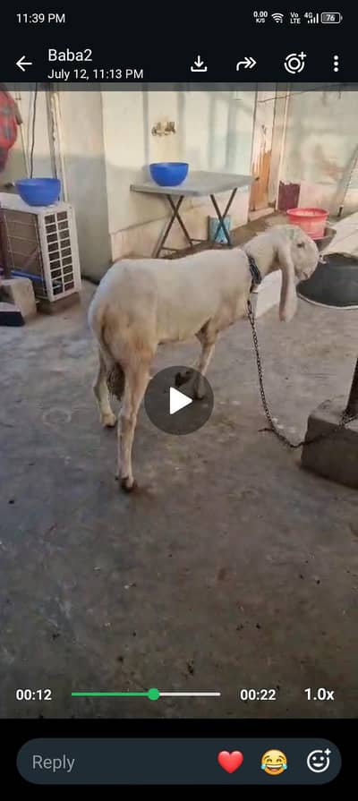 Dhumba for sell