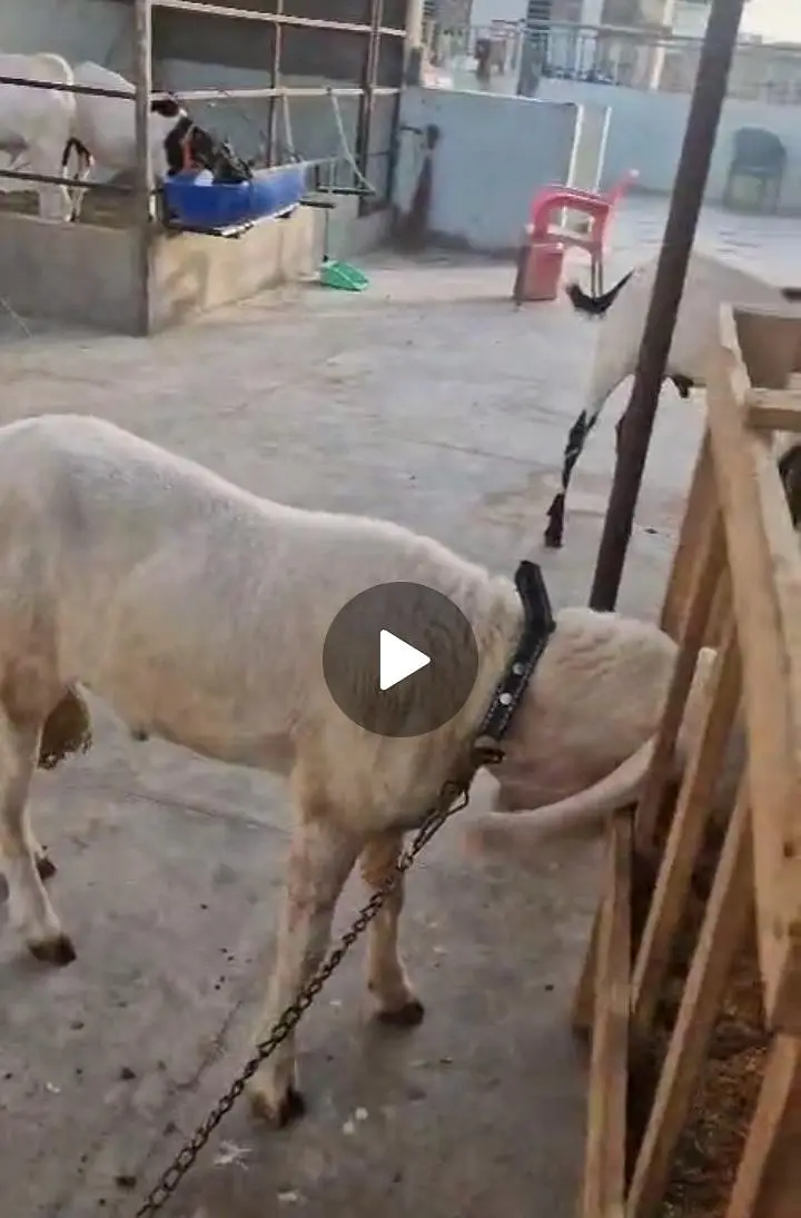 Dhumba for sell — photo 2