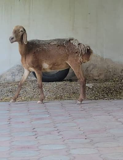 Pragnent Dumbi For sale/Turkey Dumbi for sale