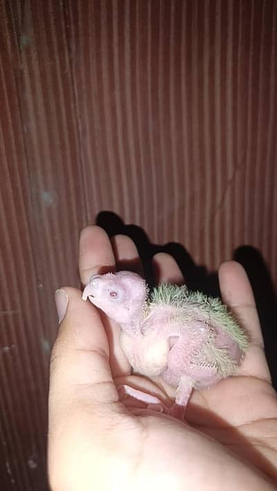 cocktails chicks/White Red eye price kaam ho jaya gi Read Add