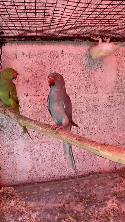 Grey Ringneck