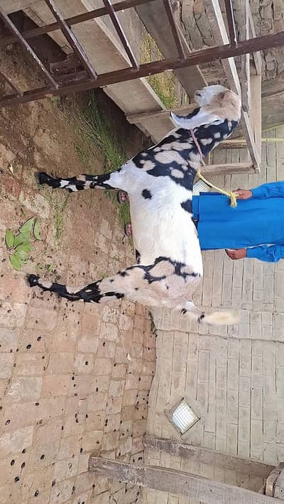 Pure Betal path available for sale