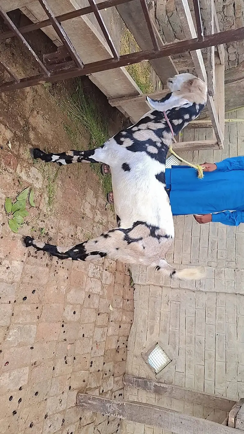 Pure Betal path available for sale