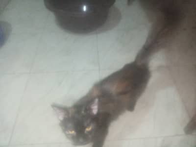 this cat is so pretty 