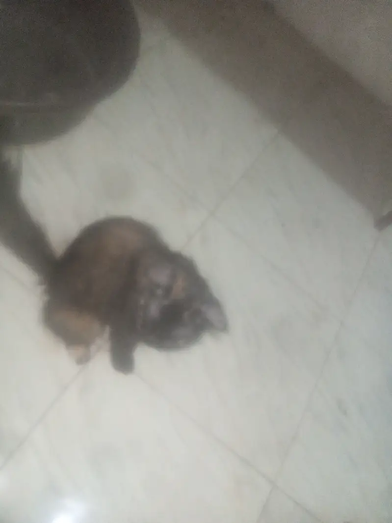 this cat is so pretty  — photo 2