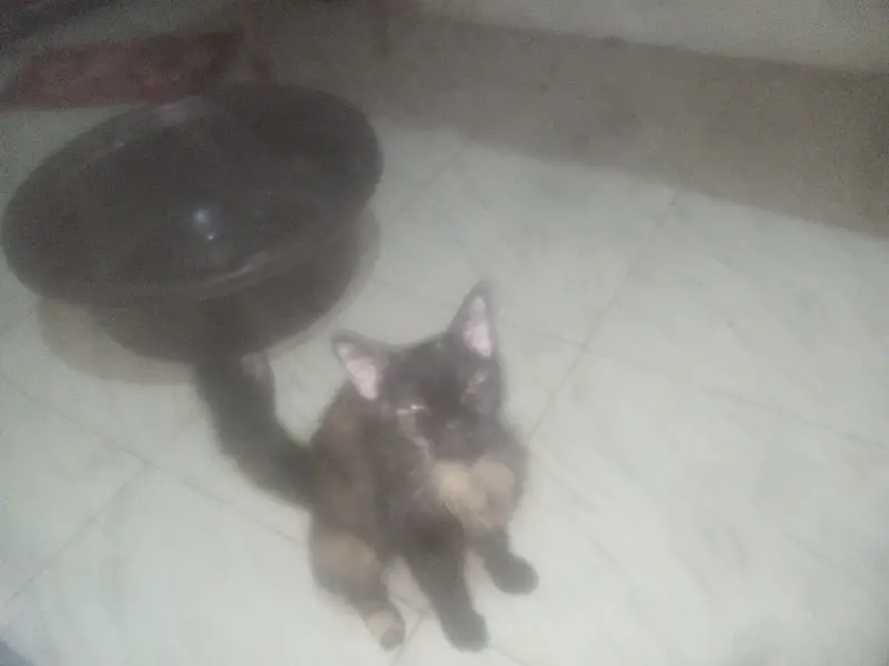 this cat is so pretty  — photo 3