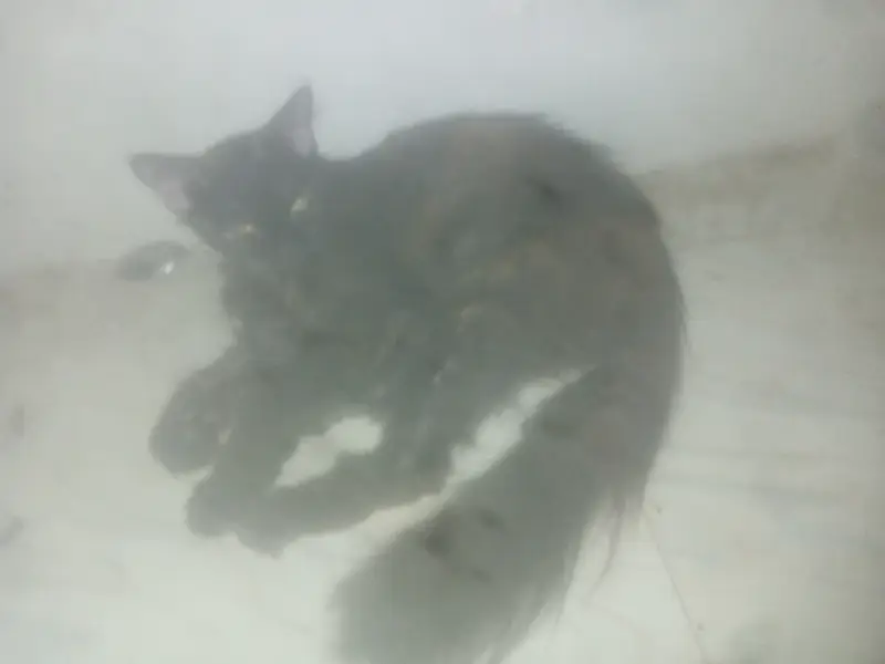 this cat is so pretty  — photo 4