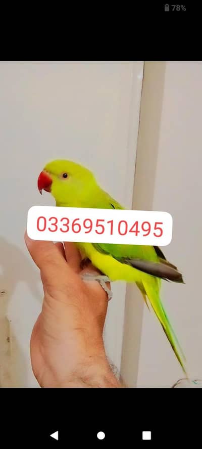 03369510495 Green ringneck parrot handtame