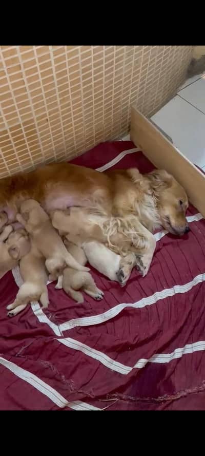 golden retriever puppies available