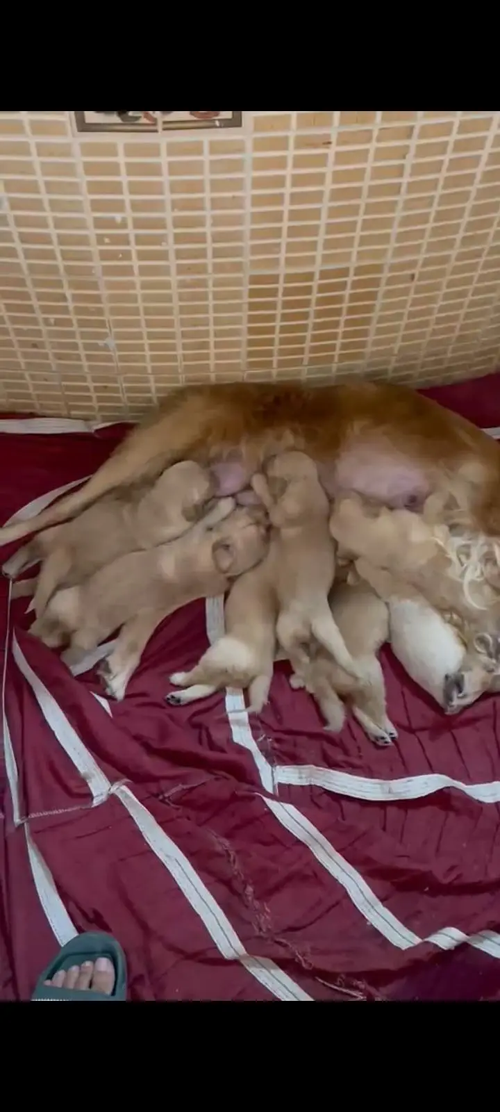 golden retriever puppies available — photo 2