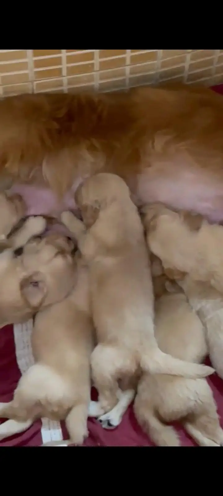 golden retriever puppies available — photo 3