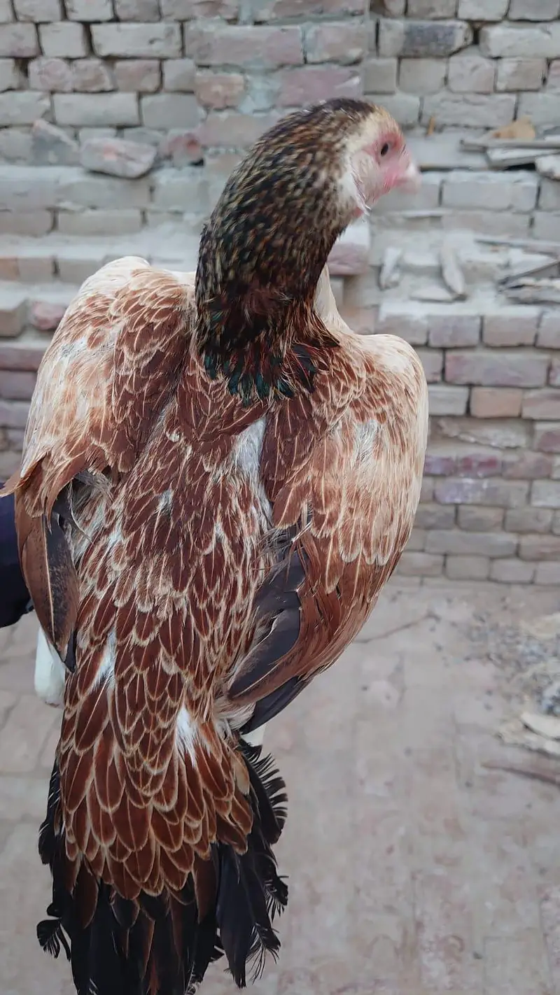 Aseel hen ( Murgi ) for sale — photo 2