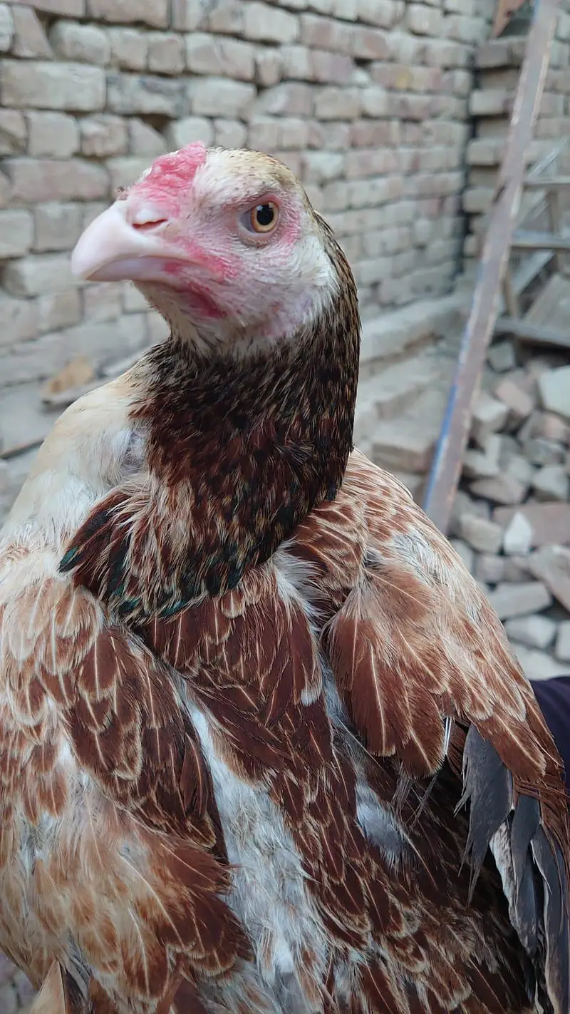 Aseel hen ( Murgi ) for sale — photo 3