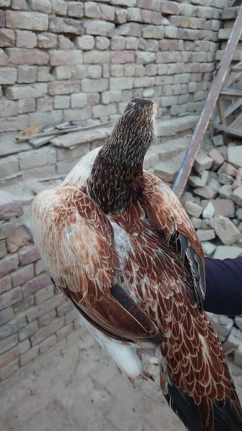 Aseel hen ( Murgi ) for sale — photo 4