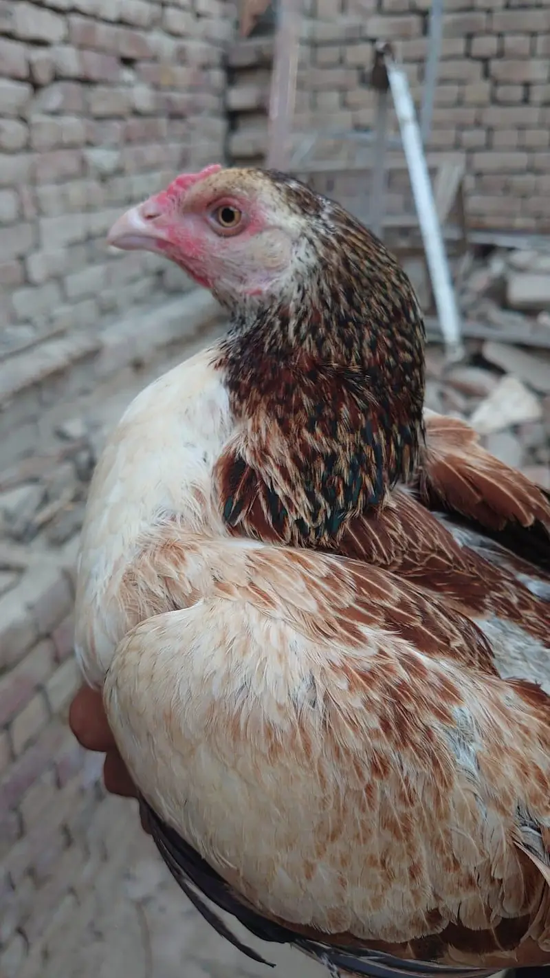 Aseel hen ( Murgi ) for sale — photo 5