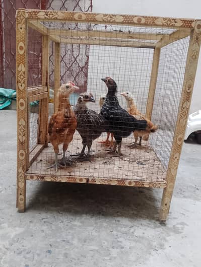 5desi healthy and active choozay for sale. Contact 03237004865