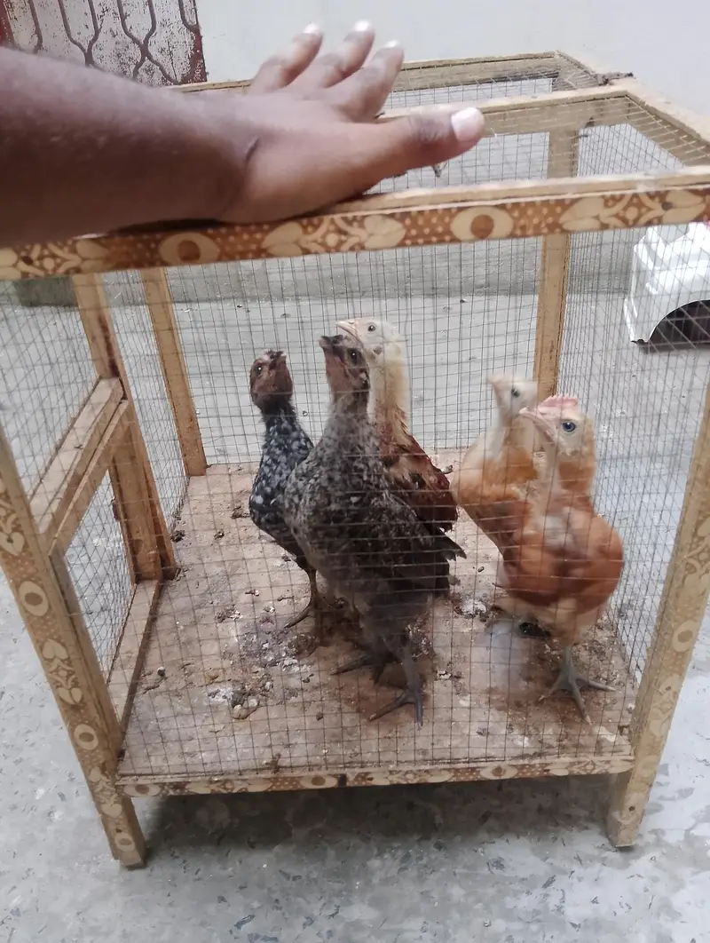5desi healthy and active choozay for sale. Contact 03237004865 — photo 2