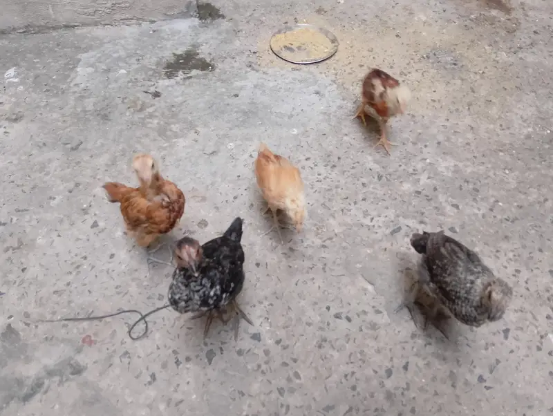 5desi healthy and active choozay for sale. Contact 03237004865 — photo 3