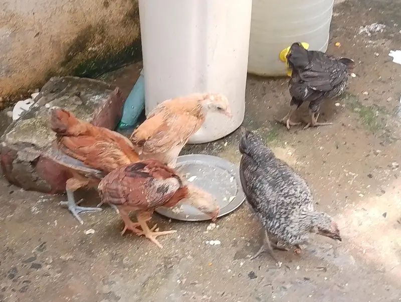 5desi healthy and active choozay for sale. Contact 03237004865 — photo 4