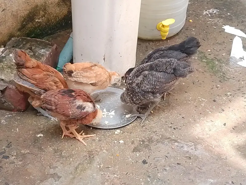 5desi healthy and active choozay for sale. Contact 03237004865 — photo 5