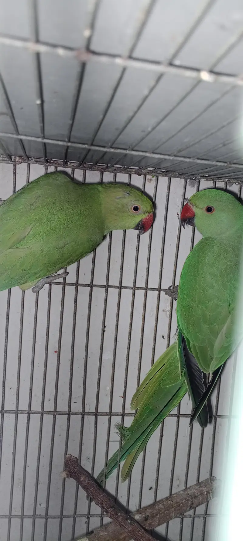 Green Ring neck pair — photo 2