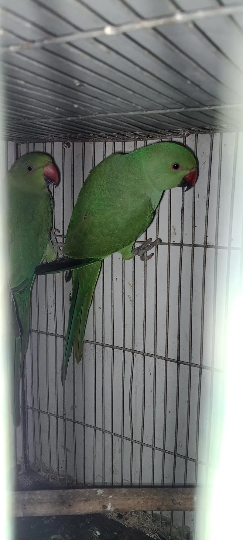 Green Ring neck pair — photo 3
