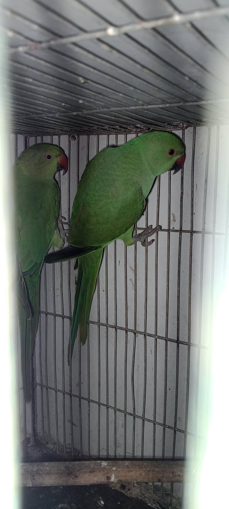 Green Ring neck pair 3