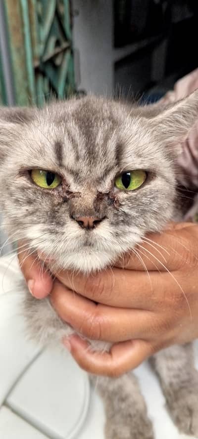 Persian cat