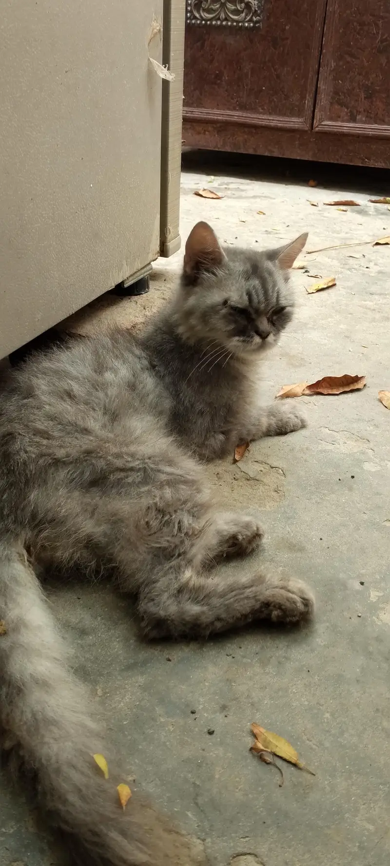 Persian cat — photo 2