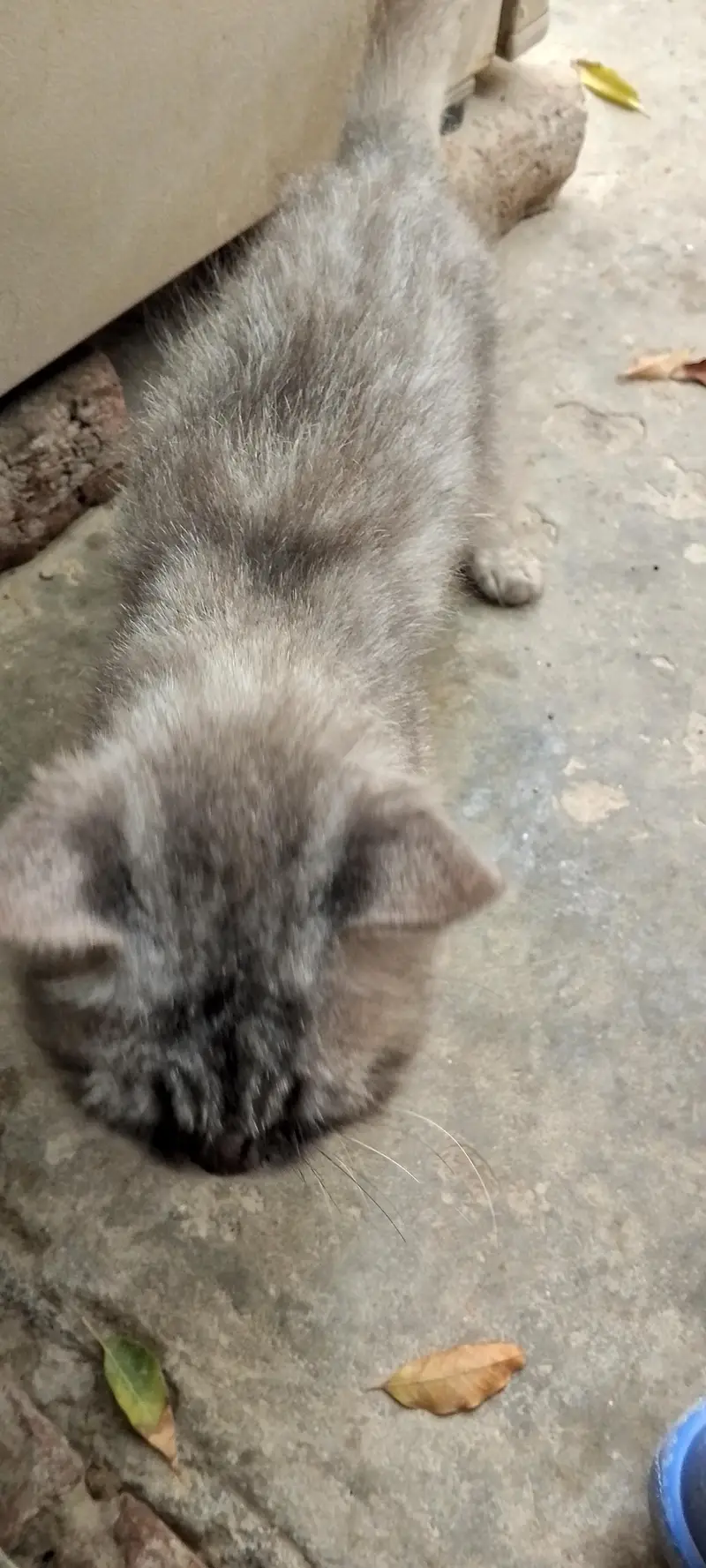 Persian cat — photo 3