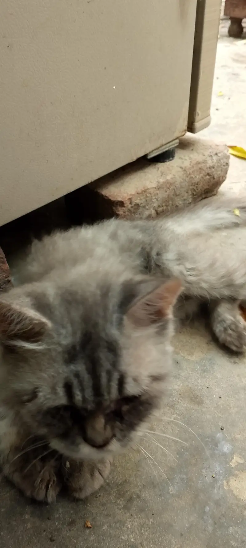Persian cat — photo 4