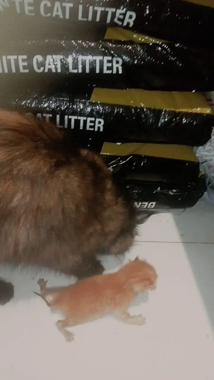 Persian cat with 1 month old kitten — photo 2