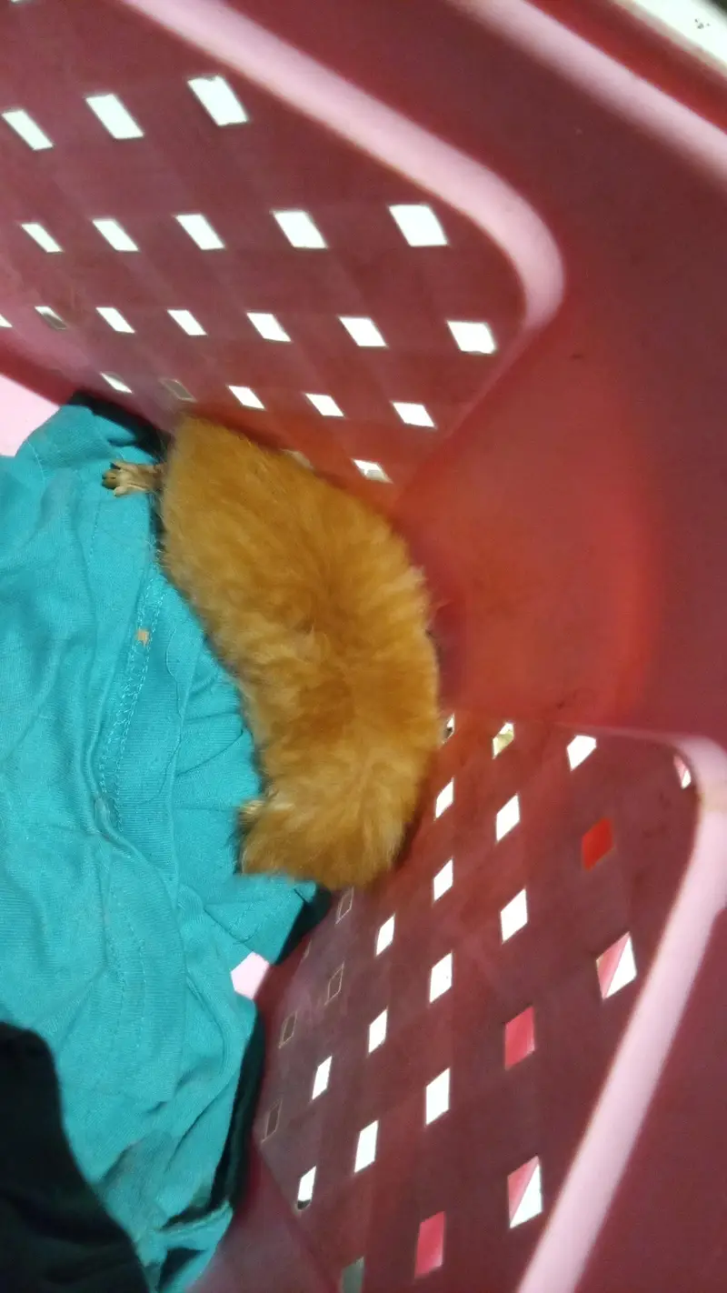 Persian cat with 1 month old kitten — photo 4