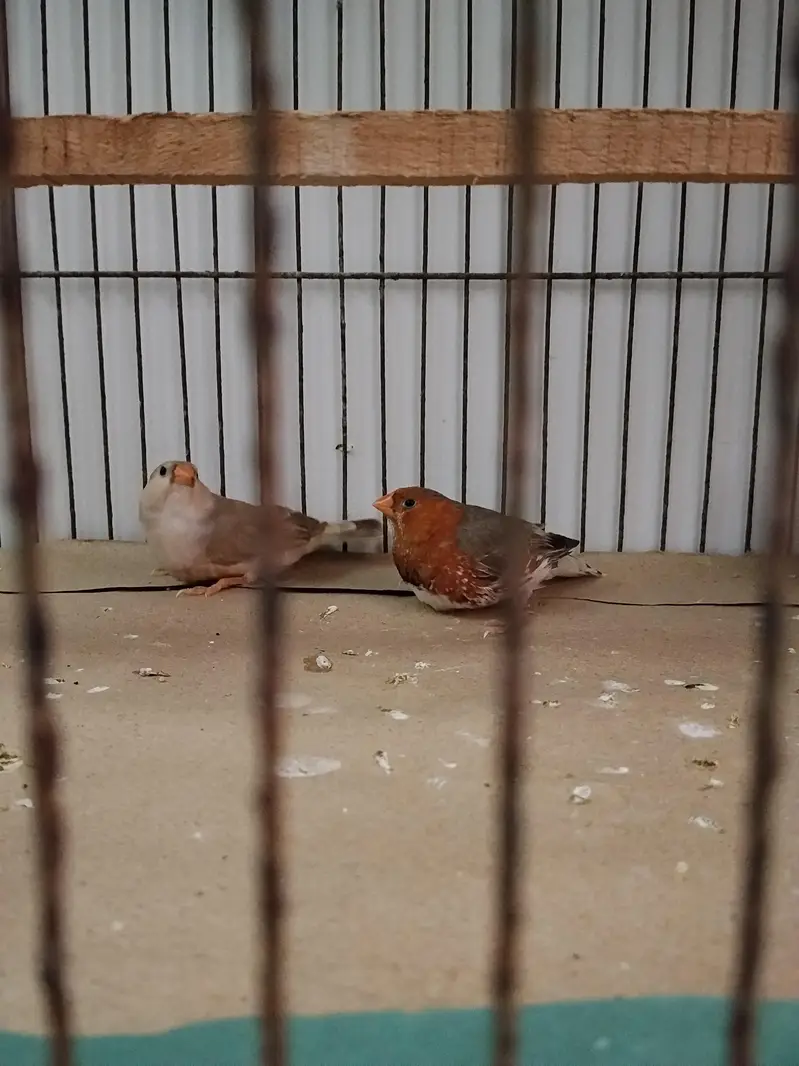 Full Orange Split Half orange NG pair ready for first Breed