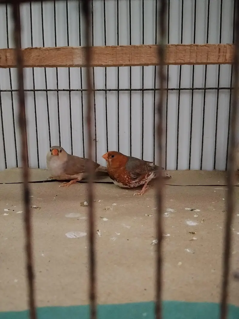 Full Orange Split Half orange NG pair ready for first Breed — photo 2