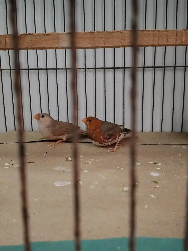 Full Orange Split Half orange NG pair ready for first Breed — photo 3