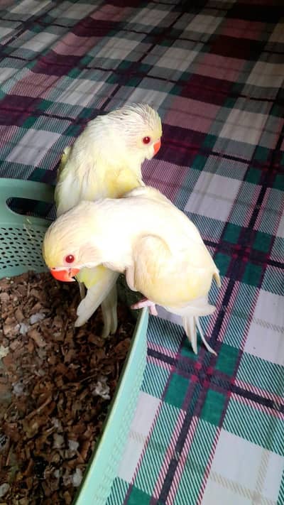 super healthy creaming RED EYE RINGNECK PAIR