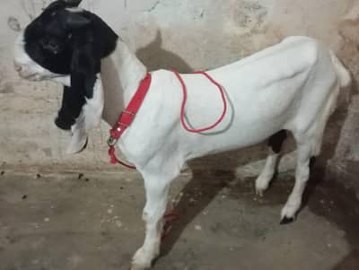Premium Healthy Male goat Ready for Qurbani and breading