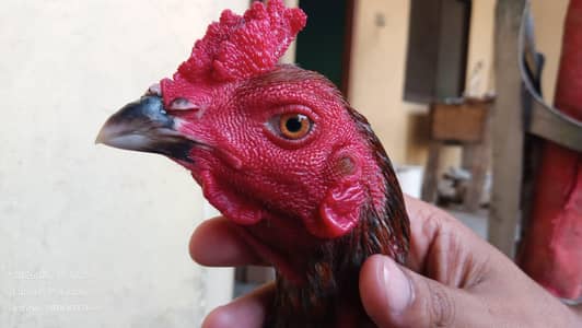 Burmi Male