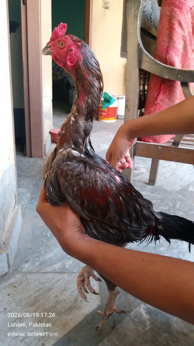 Burmi Male — photo 4
