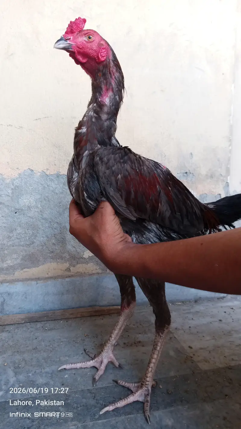 Burmi Male — photo 5