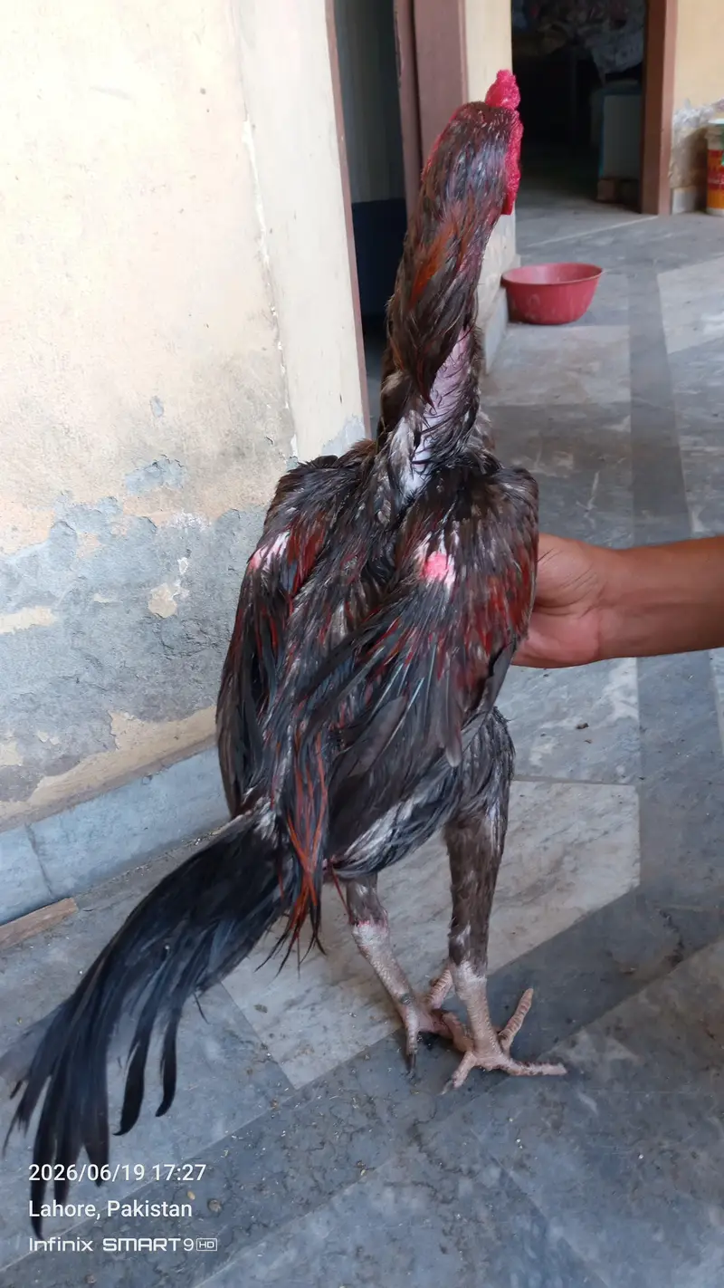 Burmi Male — photo 6