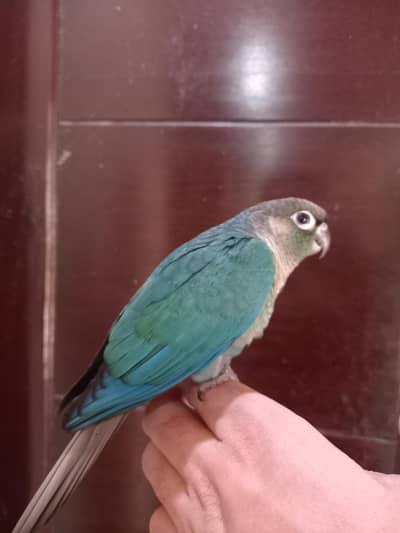 Blue turquoise bf-bc hand tammed conure parrot available